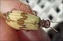 Pleuropasta mirabilis - photo 3