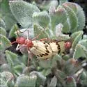 Pleuropasta mirabilis - photo 4