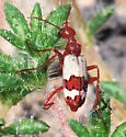 Pleuropasta reticulata