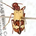 Pleuropasta reticulata - photo 2