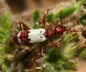 Pleuropasta reticulata - photo 4