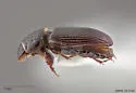 Pleurophorus caesus - photo 3