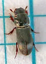Pleurophorus caesus - photo 4