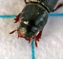 Pleurophorus caesus - photo 5