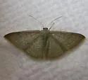 Asthene Wave Moth - Hodges#7133