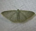 Asthene Wave Moth - Hodges#7133 - photo 2