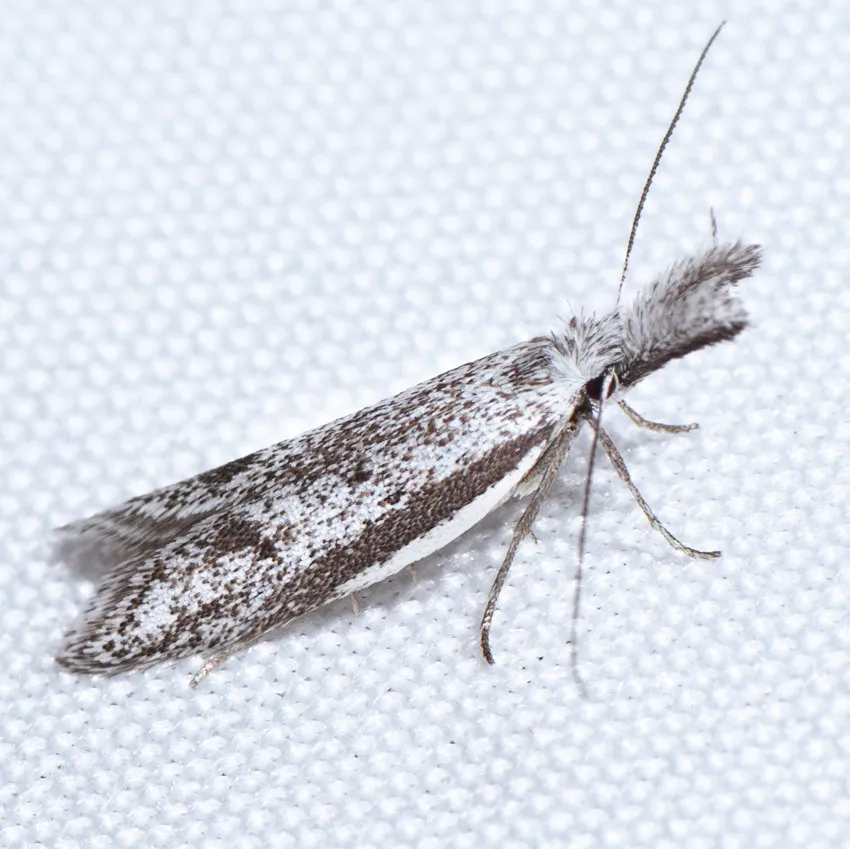 Pleurota albastrigulella - Hodges#1074 - photo 2