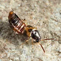 Pleurotobia trimaculata - photo 2