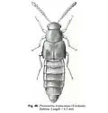 Pleurotobia trimaculata - photo 4