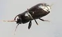 Plinthisus brevipennis