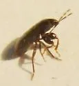 Plinthisus brevipennis - photo 2