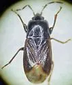 Plinthisus brevipennis - photo 3
