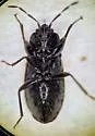 Plinthisus brevipennis - photo 4