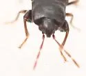 Plinthisus brevipennis - photo 5