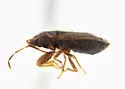 Plinthisus compactus - photo 2