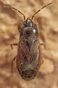 Plinthisus compactus - photo 3