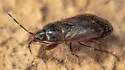 Plinthisus compactus - photo 4