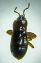Plinthisus martini