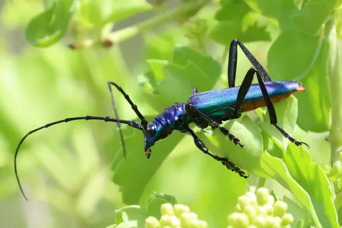 Tamaulipan Bumelia Borer