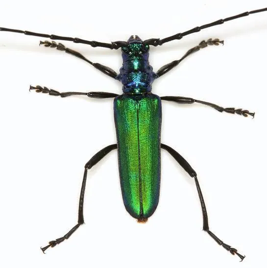 Tamaulipan Bumelia Borer - photo 2