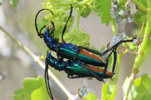 Tamaulipan Bumelia Borer - photo 3