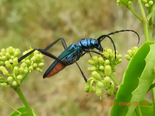 Tamaulipan Bumelia Borer - photo 4