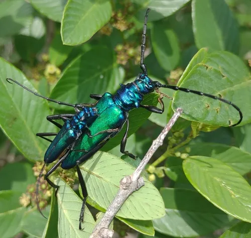 Tamaulipan Bumelia Borer - photo 5