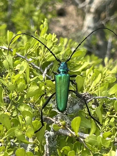Tamaulipan Bumelia Borer - photo 6