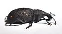 Plinthodes taeniatus - photo 2