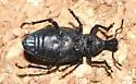 Plinthodes taeniatus - photo 3