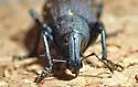 Plinthodes taeniatus - photo 4