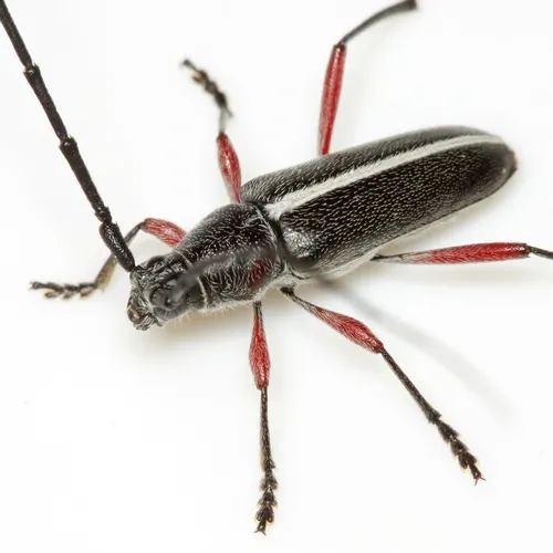 Plionoma suturalis