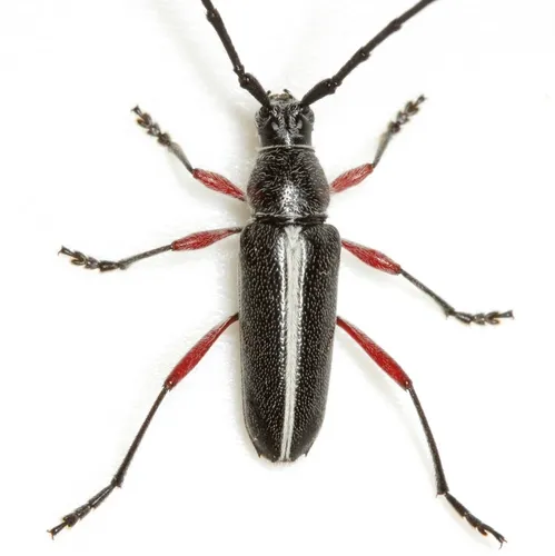 Plionoma suturalis - photo 2
