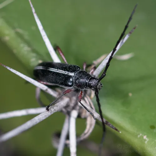 Plionoma suturalis - photo 4