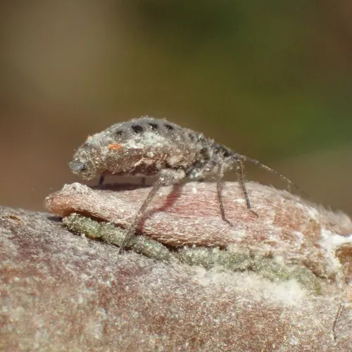 Plocamaphis flocculosa - photo 2