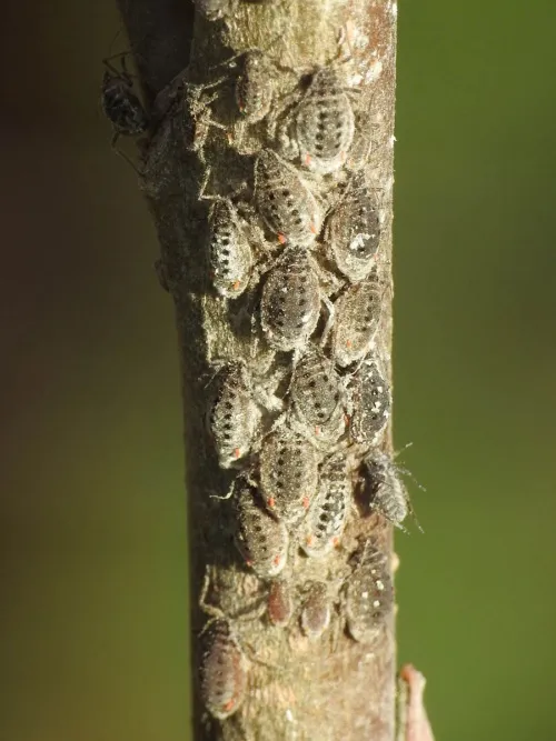 Plocamaphis flocculosa - photo 3