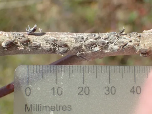 Plocamaphis flocculosa - photo 4