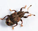 Plocetes ulmi - Plocetes ulmi