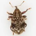 Plocetes versicolor