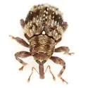 Plocetes versicolor - photo 2