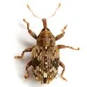 Plocetes versicolor - photo 3
