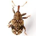 Plocetes versicolor - photo 4