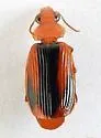 Plochionus amandus - photo 2