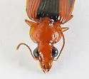 Plochionus amandus - photo 3