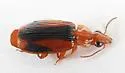 Plochionus amandus - photo 4