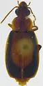 Plochionus discoideus