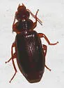 Plochionus timidus