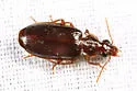 Plochionus timidus - photo 2