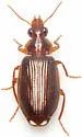 Plochionus timidus - photo 3