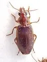 Plochionus timidus - photo 4